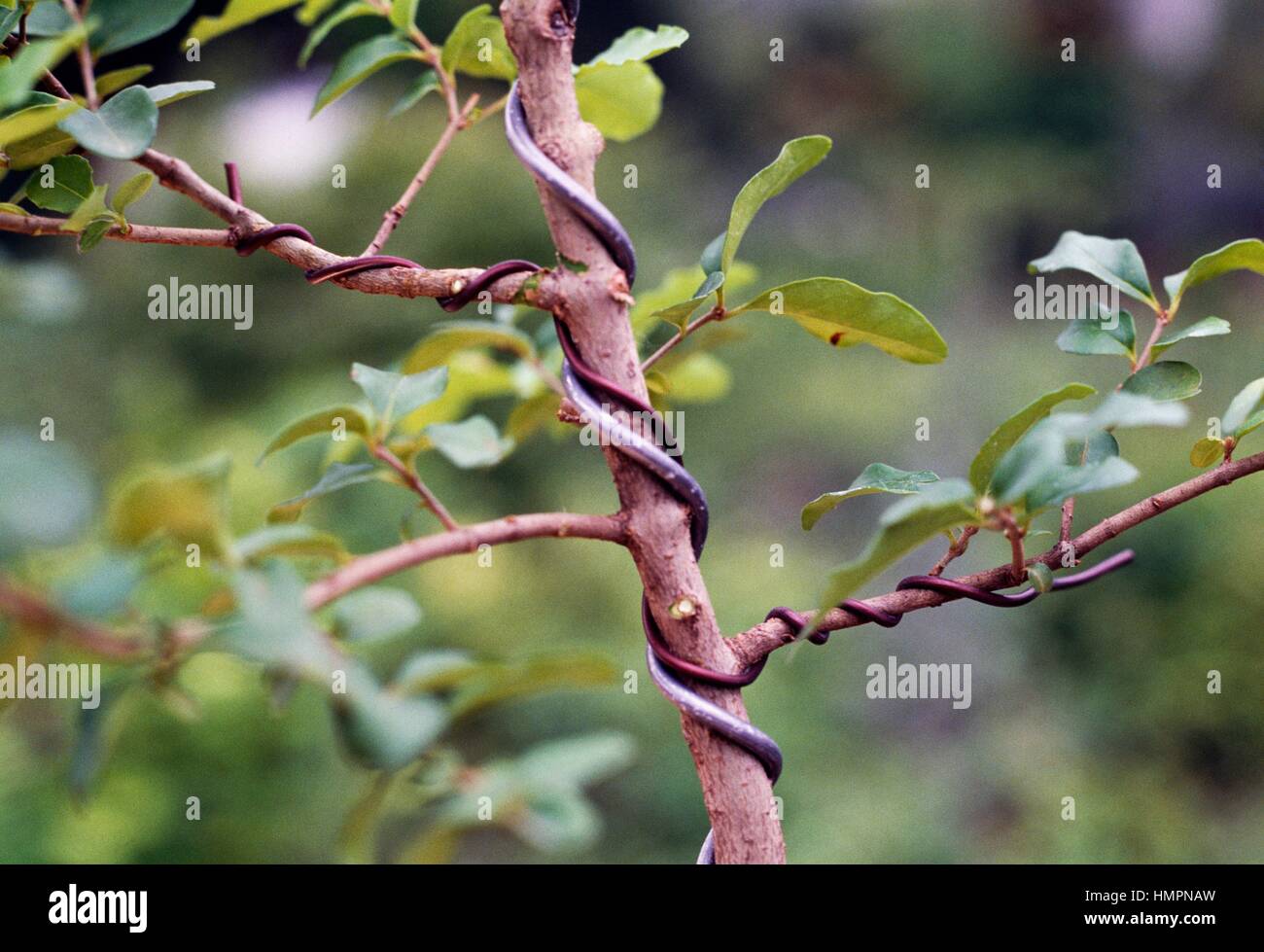 Filo di ferro sul tronco e il ramo di un bonsai Foto stock - Alamy