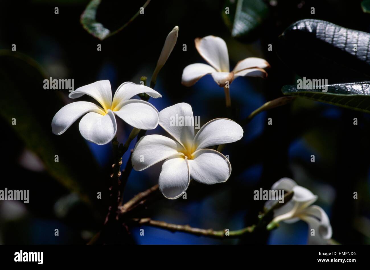 Il tahitiano Gardenia o fiore di Tiarè (Gardenia taitensis), Rubiaceae. Foto Stock