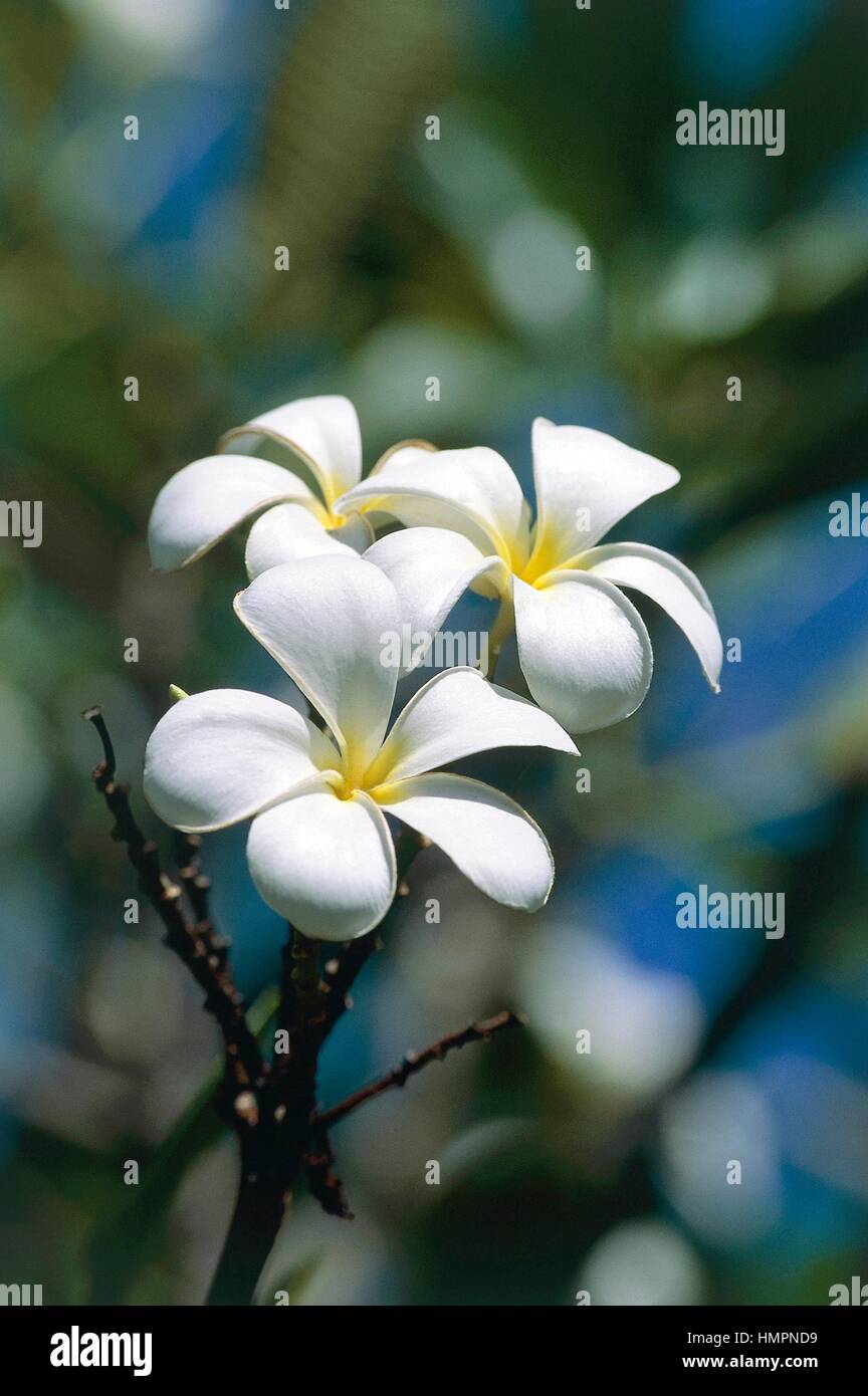 Il tahitiano gardenia o fiore di Tiarè (Gardenia tahitensis), Rubiaceae, Tahiti, Polinesia francese. Foto Stock