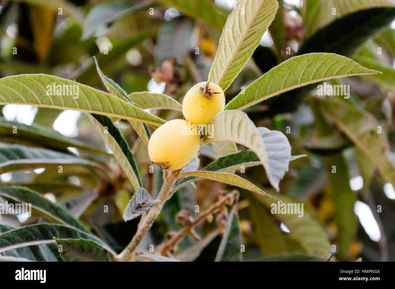 Nisperos / Eryobotria japonica / Loquat / Berries Foto Stock