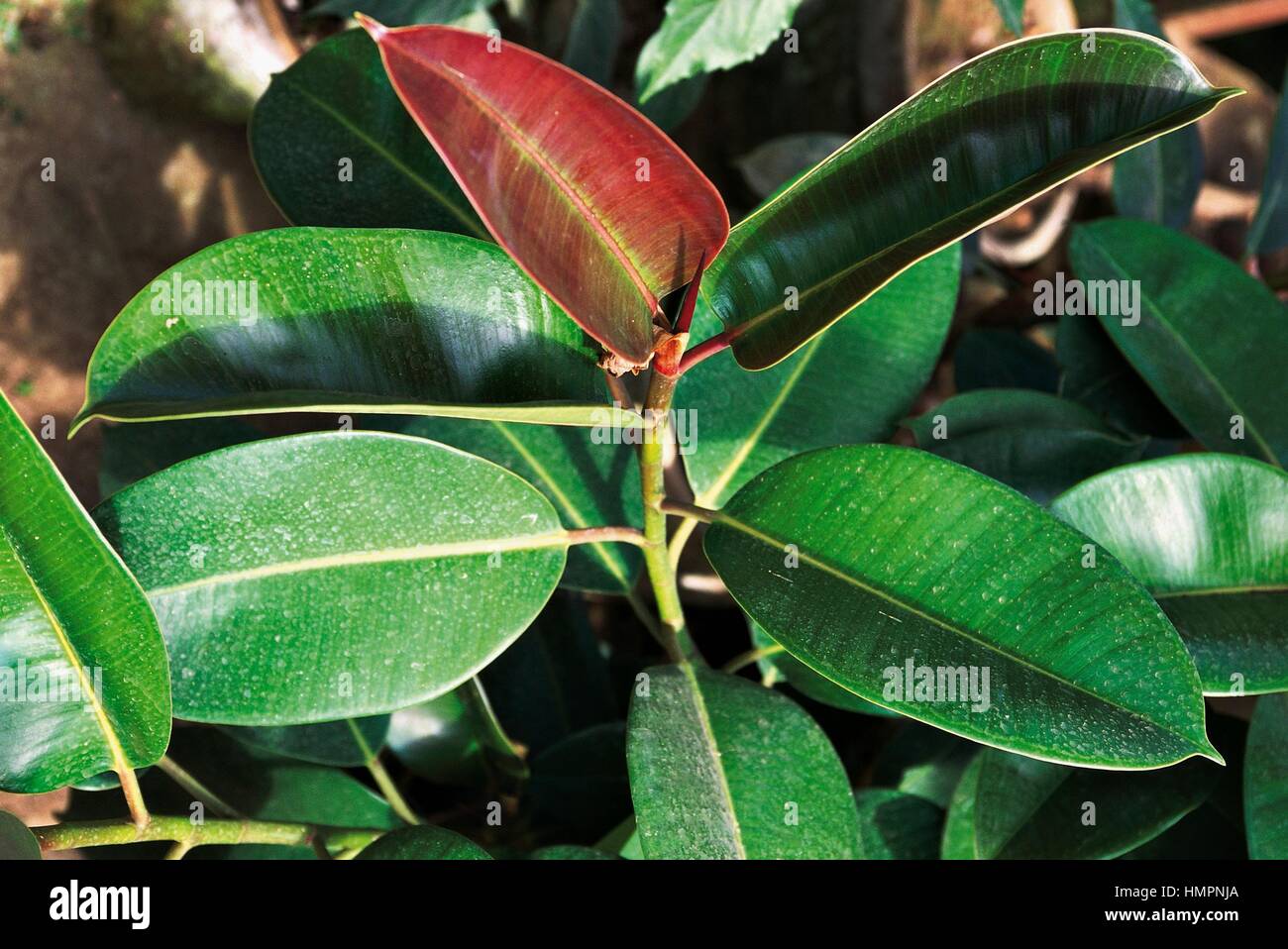 La gomma foglie di fico (Ficus elastica), Moraceae. Foto Stock