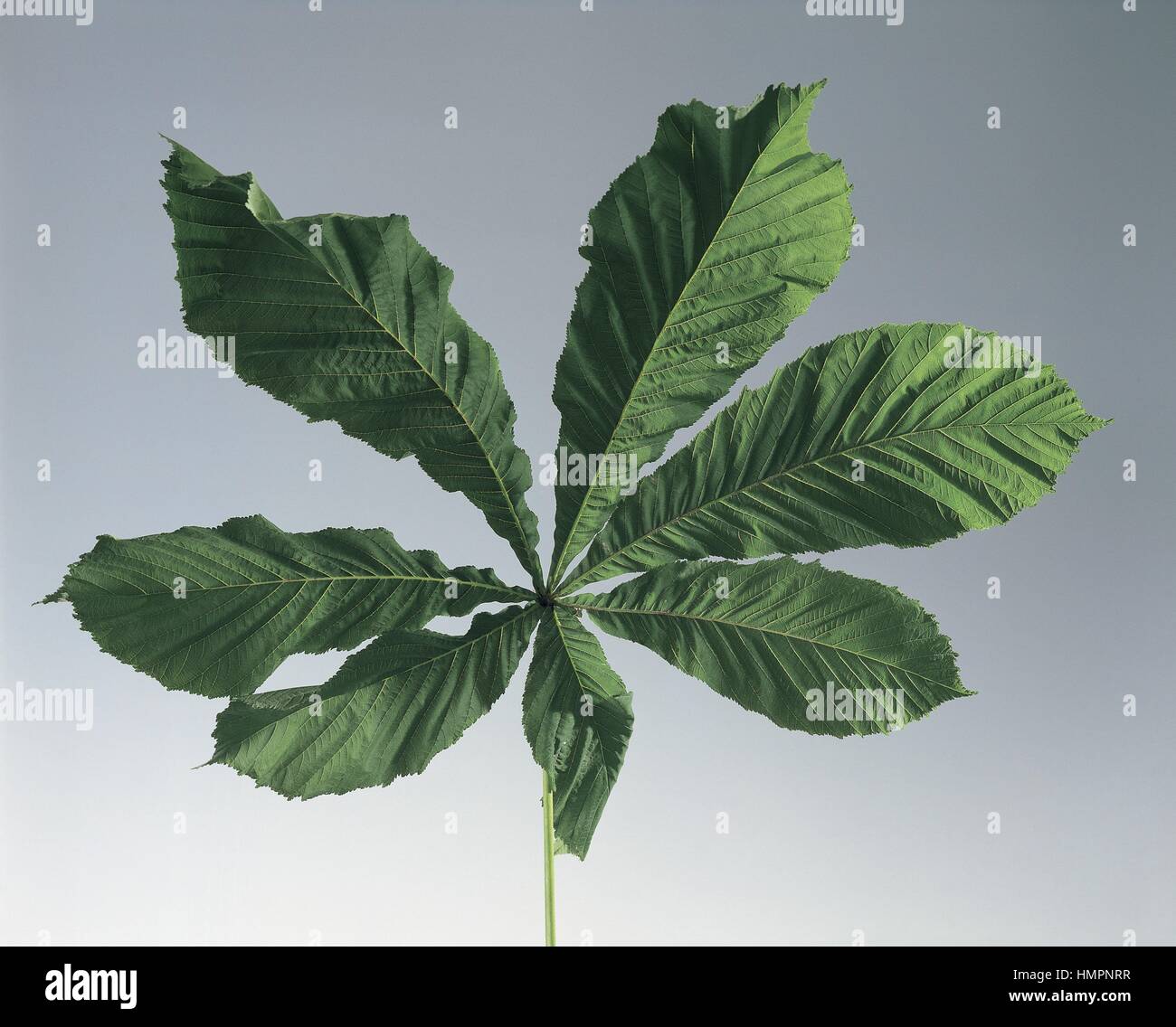 Botanica - Hippocastanaceae. Ippocastano (Aesculus hippocastanum). Composto Palmate leaf Foto Stock