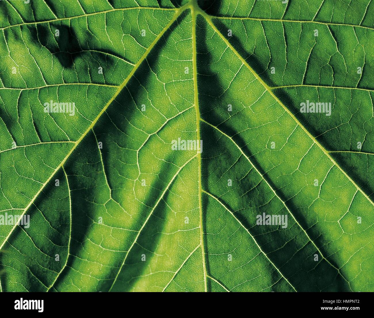 Semplice-lobate foglie palmate americano di acero o Occidental piano (Platanus occidentalis), Platanaceae. Dettaglio. Foto Stock