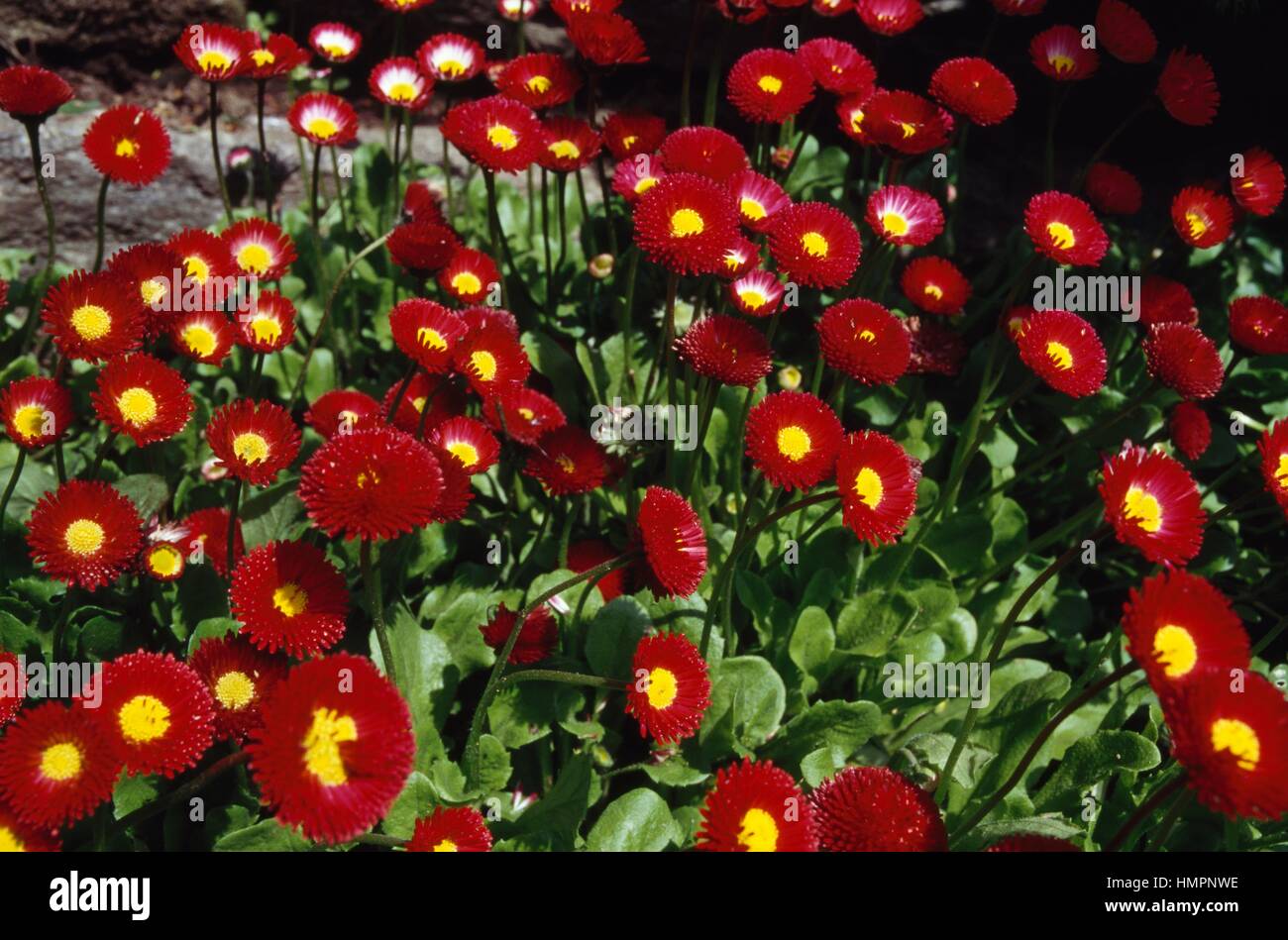 Daisy (Bellis perennis), Asteraceae. Foto Stock