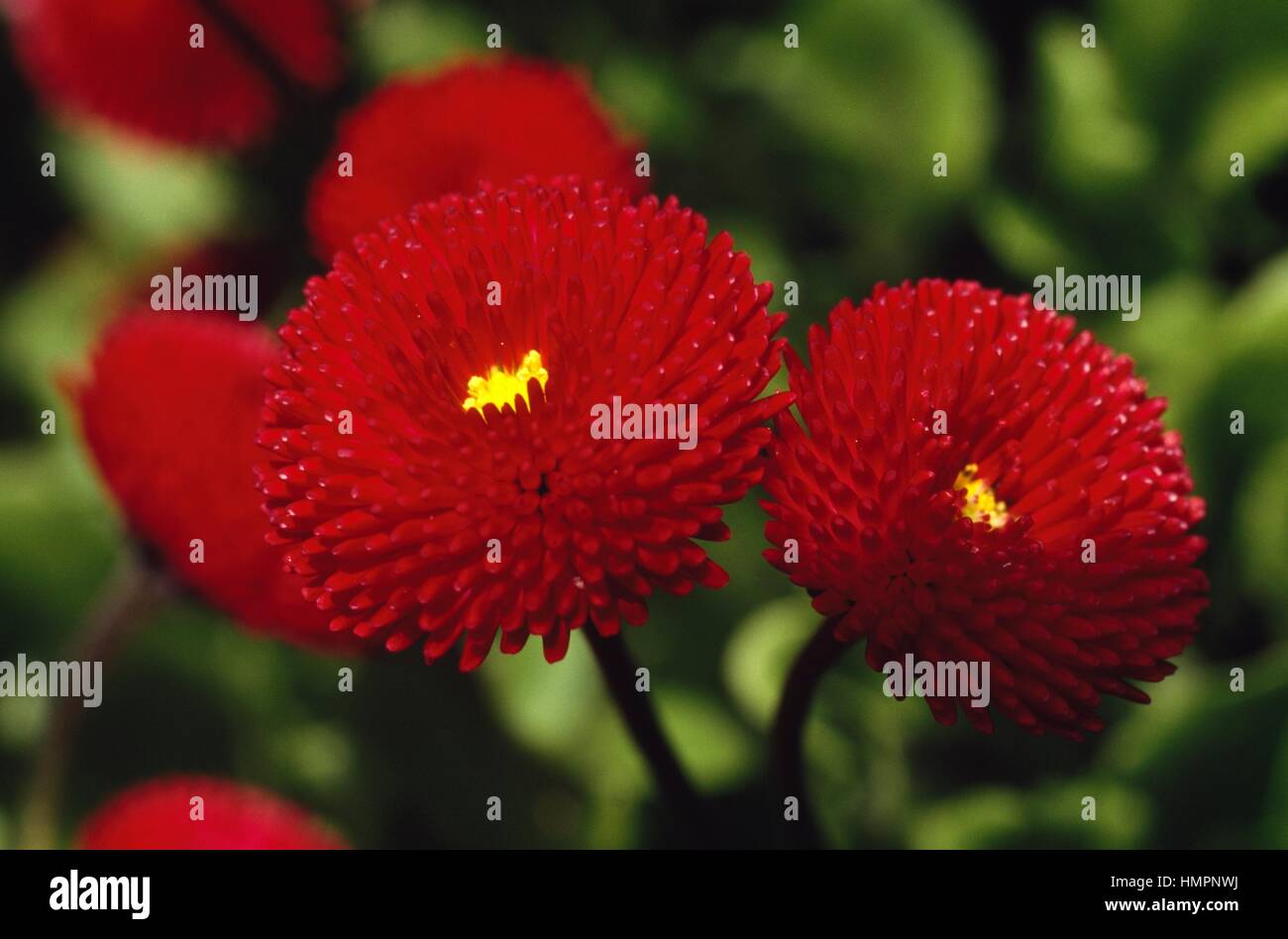 Daisy (Bellis perennis), Asteraceae. Foto Stock