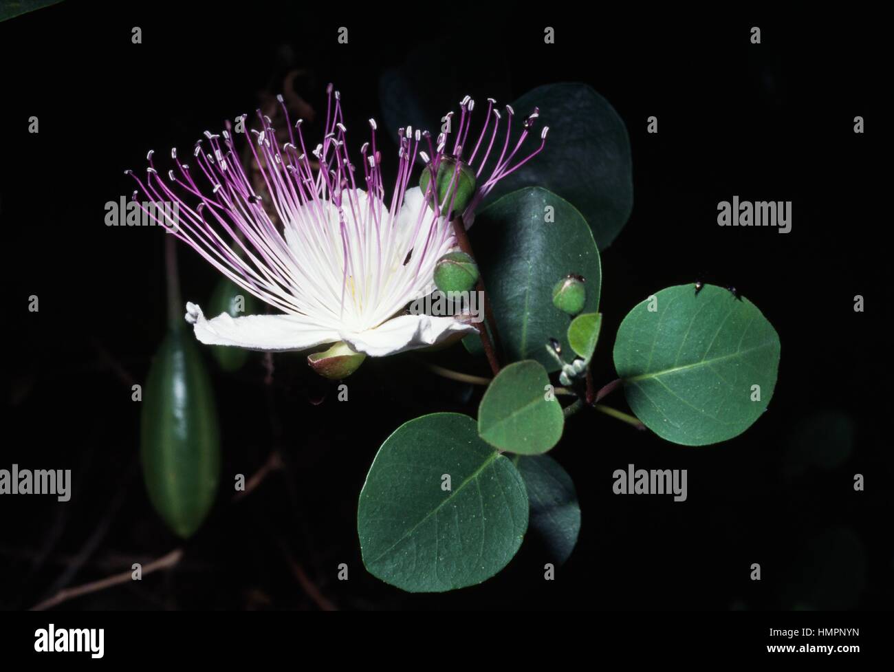 Cappero bush o Flinders rose (Capparis spinosa, Capparaceae, Pollara, Isola di Salina, Isole Eolie, in Sicilia, Italia. Foto Stock