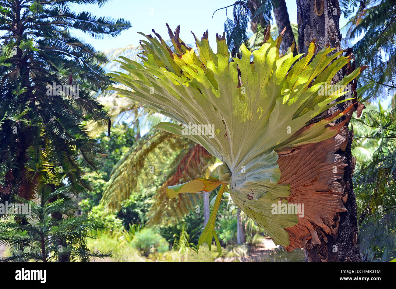 Grandi Australian Staghorn Felce, Platycerium superbum, Foto Stock