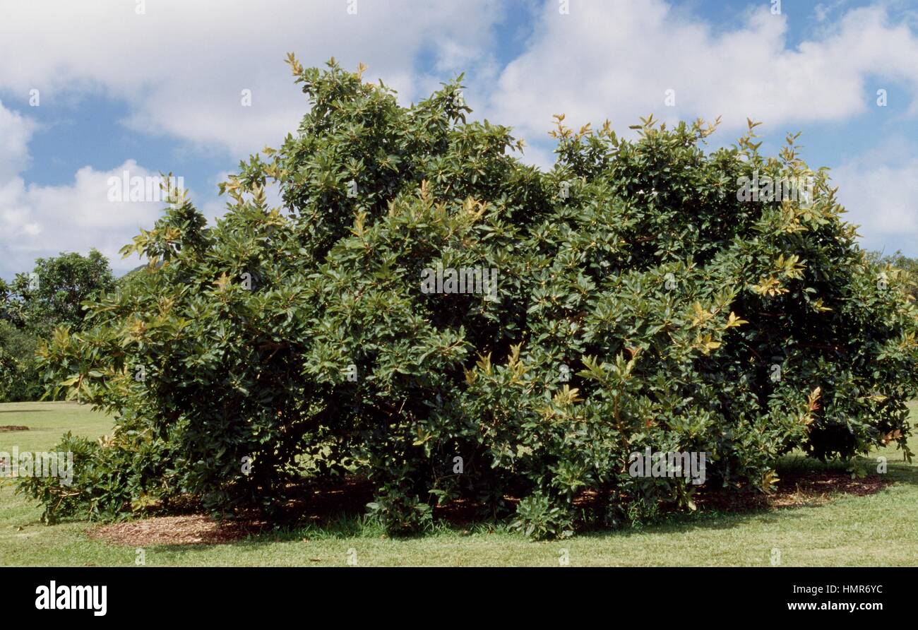 Ficus ingens, Moraceae. Foto Stock