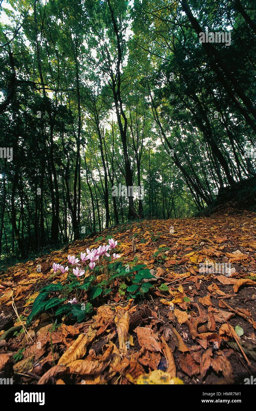 Carpino nero (Ostrya carpinifolia), Betulaceae e orniello esemplari (Fraxinus ornus), Oleaceae | Piante ornamentali. Carne' Park, Brisighella, Emilia Romagna, Italia. Foto Stock
