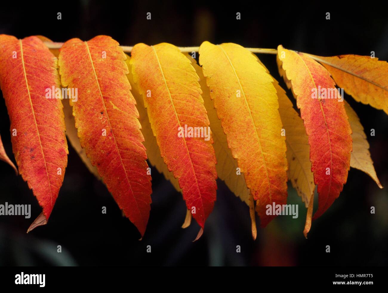 La Staghorn Sumac foglie (Rhus typhina), Anacardiaceae. Foto Stock