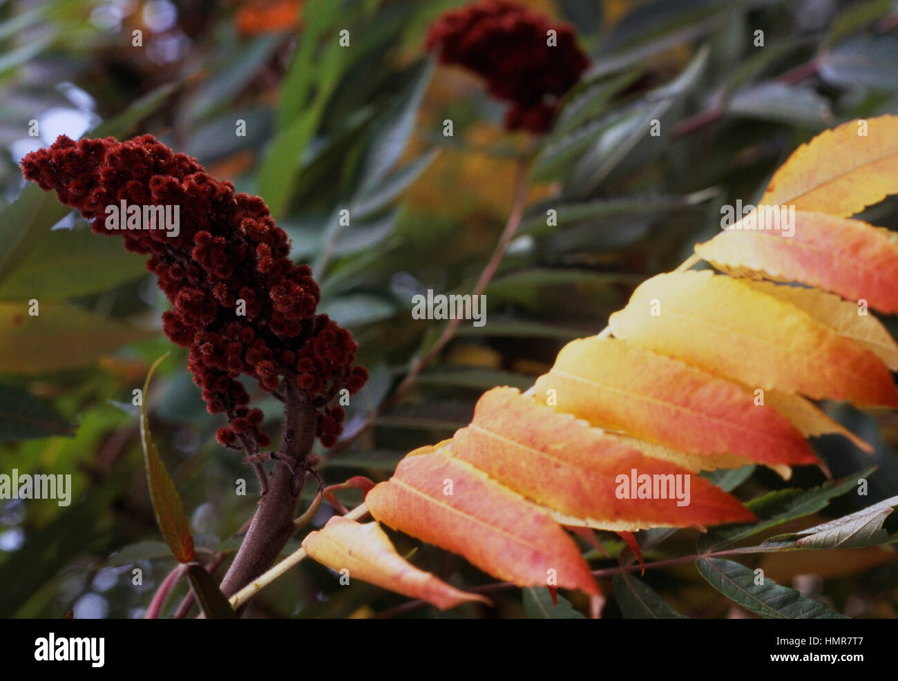 Frutto di Staghorn Sumac o feste di addio al celibato il corno Sumach (Rhus typhina o Rhus hirta), Anacardiaceae. Foto Stock