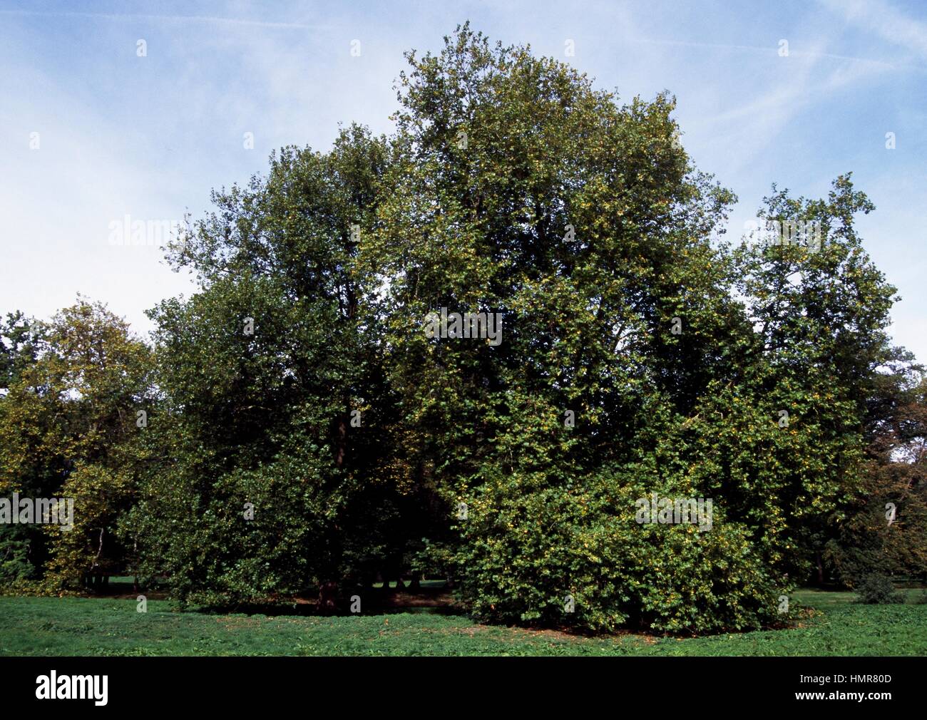 Piano di Londra o Londra planetree (platanus acerifolia x), Platanceae. Foto Stock