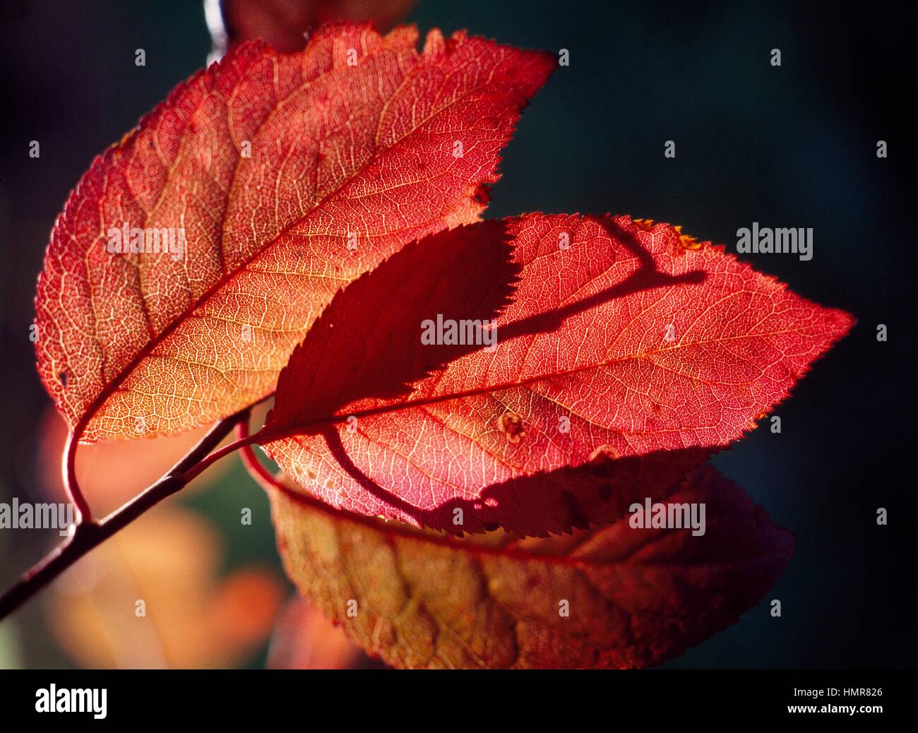 Cherry Plum foglie (Prunus cerasifera Nigra), rosacee. Foto Stock