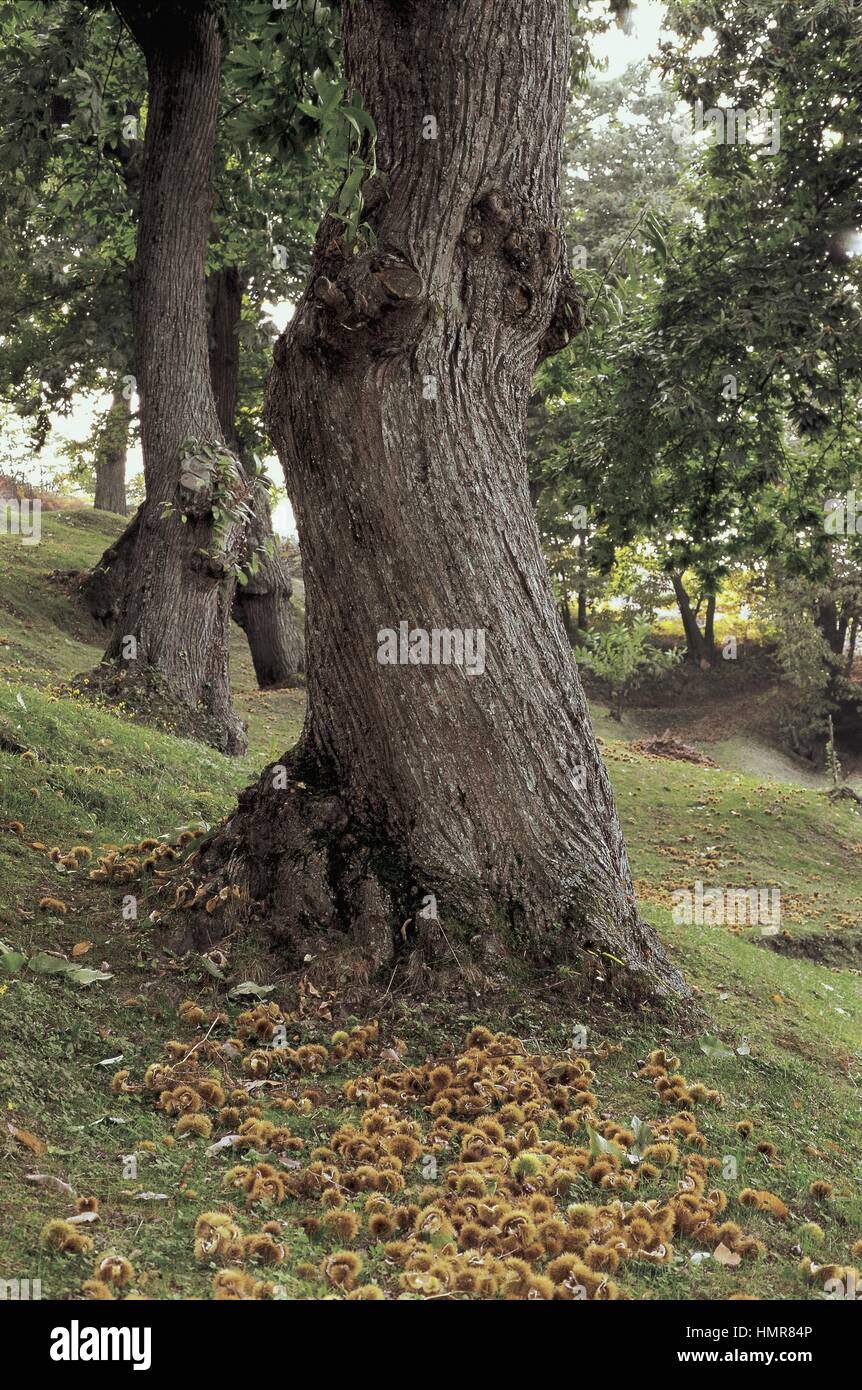 Castagne All'interno Dell'edgehog Di Castagno O Castanea Sativa in Autunno Immagine Stock