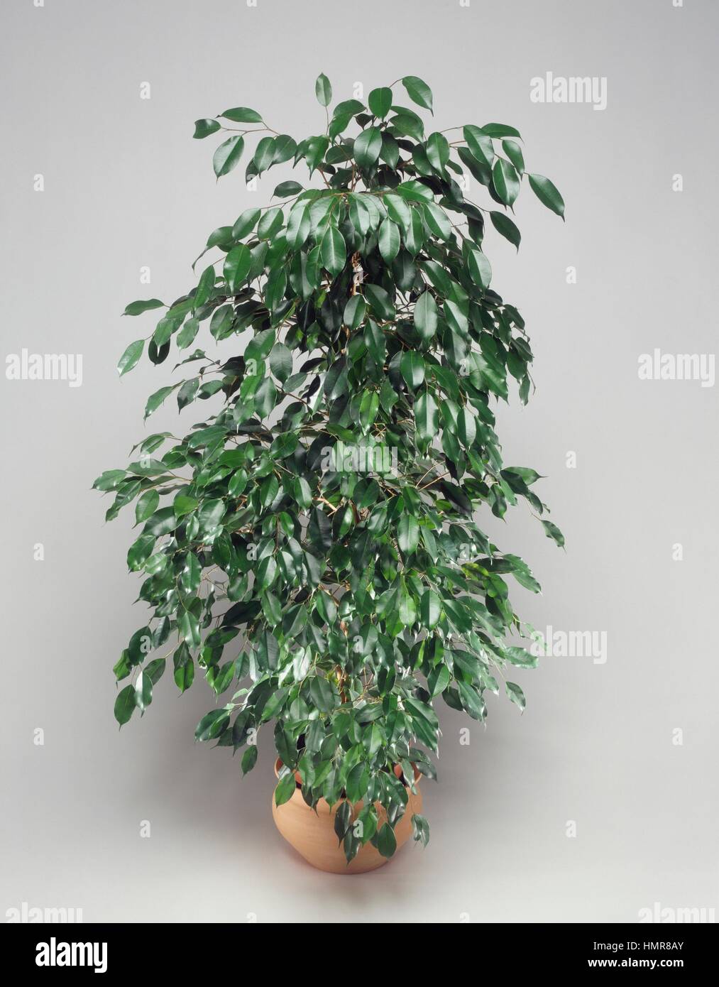 Ficus (Ficus benjamina), Moraceae. Foto Stock