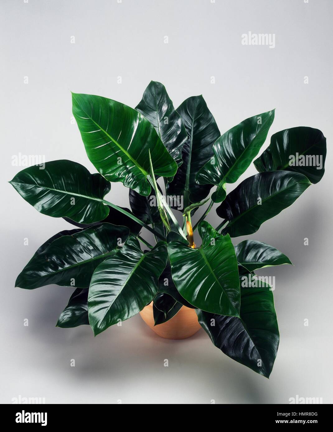Lancia philodendron foglia (Philodendron hastatum), Araceae. Foto Stock