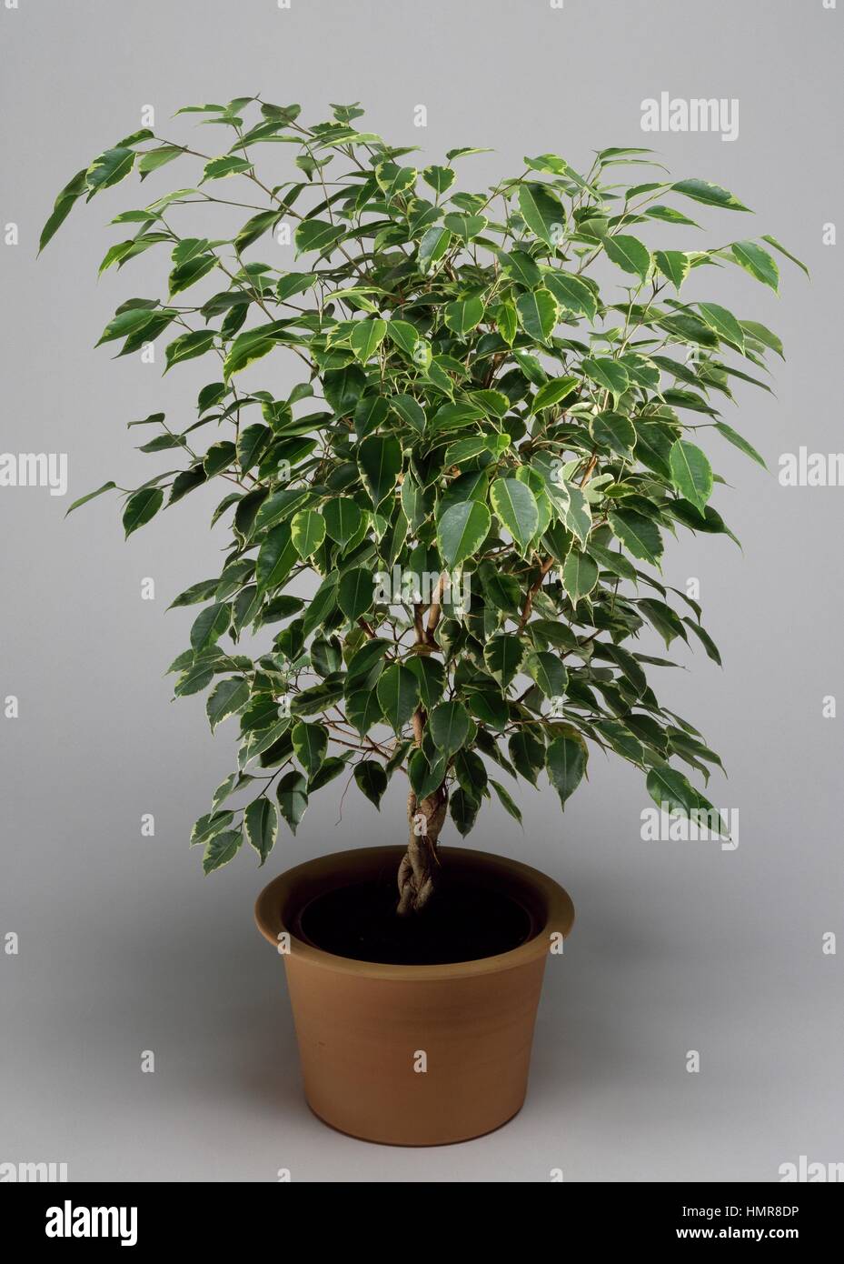 Ficus (Ficus benjamina), Moraceae. Foto Stock