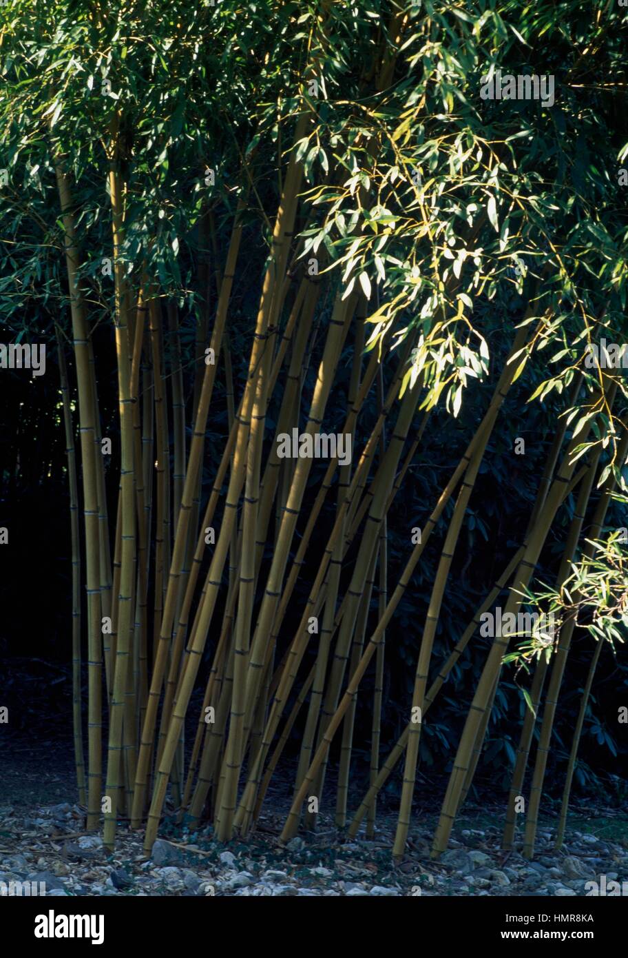 Scopa Bamboo (Phyllostachys sulfurea), Poaceae. Foto Stock