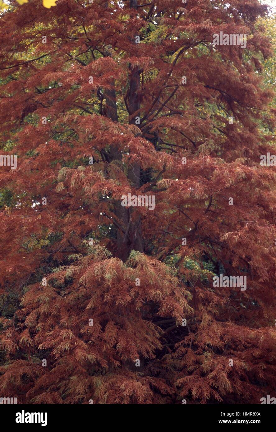 Palude cipresso o cipresso calvo (Taxodium distichum), Cupressaceae. Dettaglio. Foto Stock