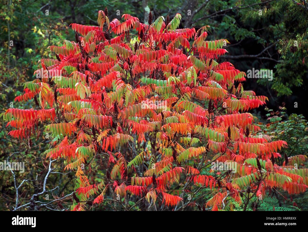 Sommacco maggiore (Rhus typhina), Anacardiaceae. Foto Stock