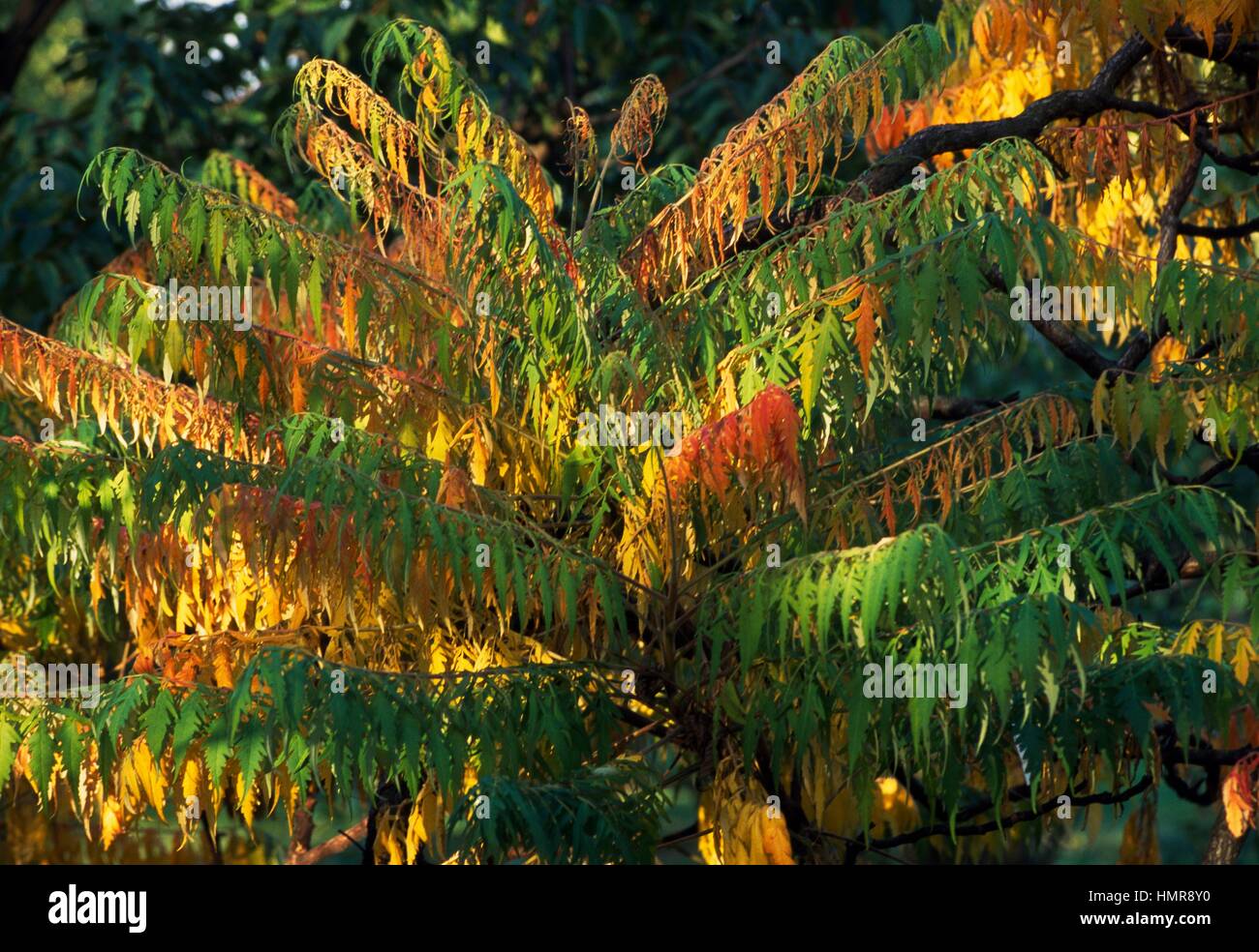 Sommacco maggiore (Rhus typhina Laciniata), Anacardiaceae. Foto Stock