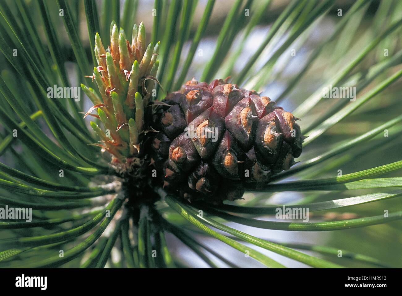 Foglie e strobilus giapponese di pino nero (Pinus thunbergii), Pinaceae. Foto Stock