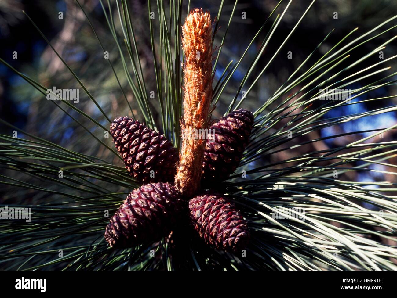 Ponderosa Pine foglie e coni (Pinus ponderosa), Pinaceae. Foto Stock