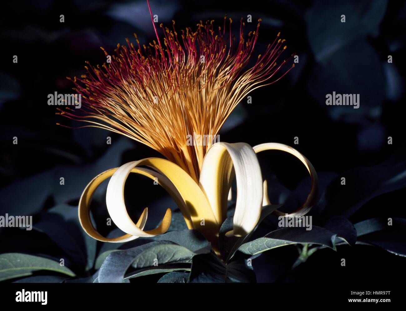 Money Tree flower (Pachira aquatica), Bombacaceae. Foto Stock