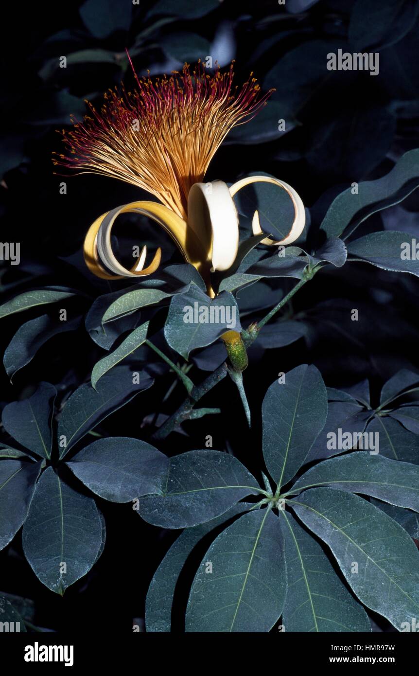 Money Tree fiori e foglie (Pachira aquatica), Bombacaceae. Foto Stock