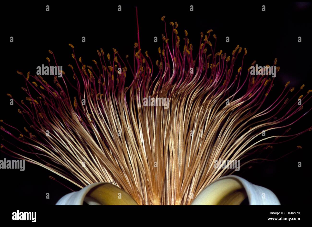 Money Tree flower (Pachira aquatica), Bombacaceae. Dettaglio. Foto Stock