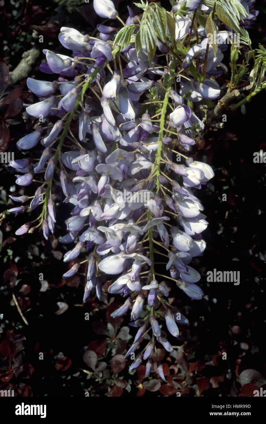 Cinese (Glicine Wisteria sinensis), Fabaceae. Foto Stock