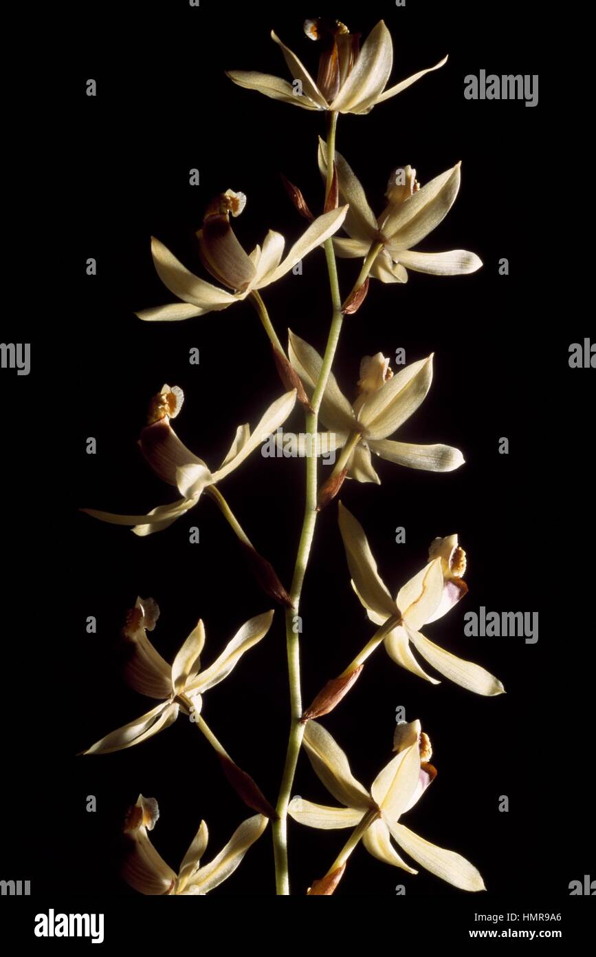 Collana Orchidea (Coelogyne massangeana o Coelogyne tomentosa), Orchidaceae. Foto Stock