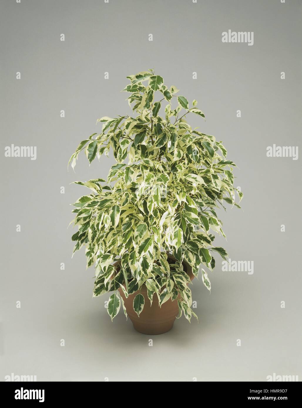 Houseplants - Moraceae. Ficus (Ficus benjamina 'starlight') Foto Stock