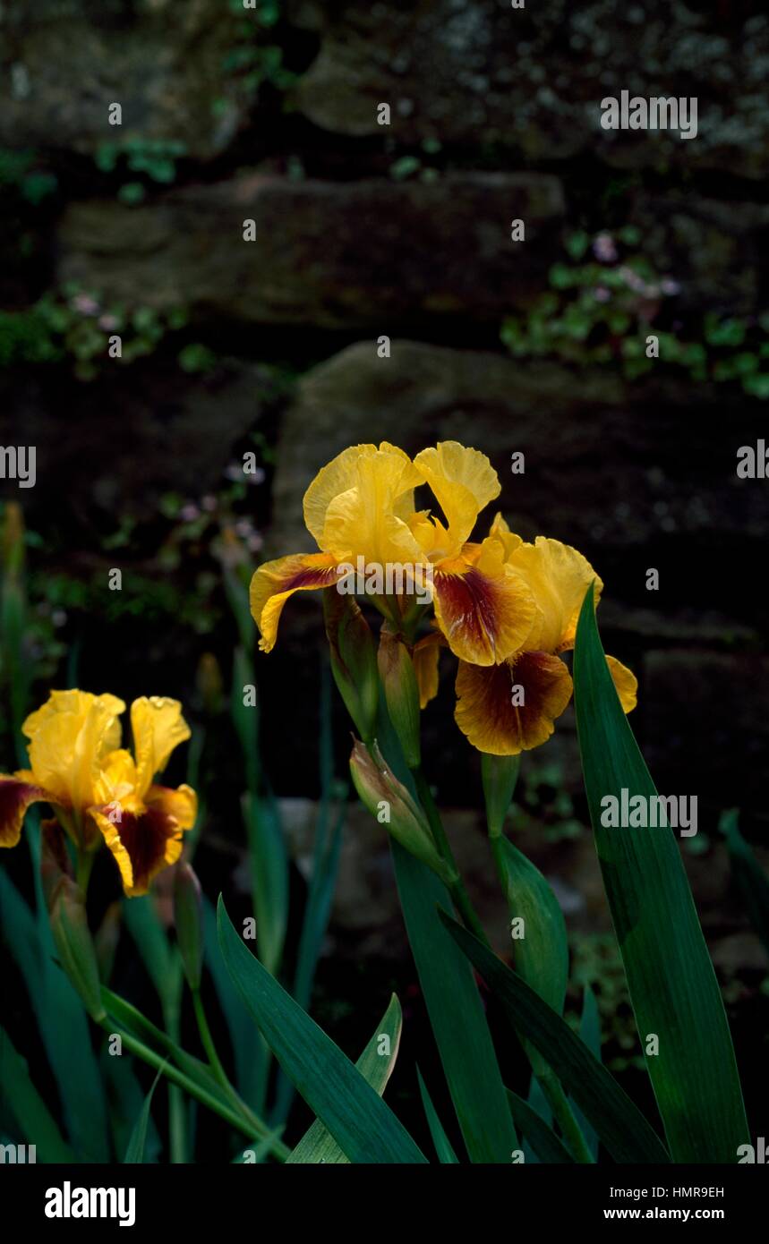 Barbuto (Iris Iris feroce fuoco), Iridaceae, Royal Horticultural Society Garden, Wisley, Regno Unito. Foto Stock