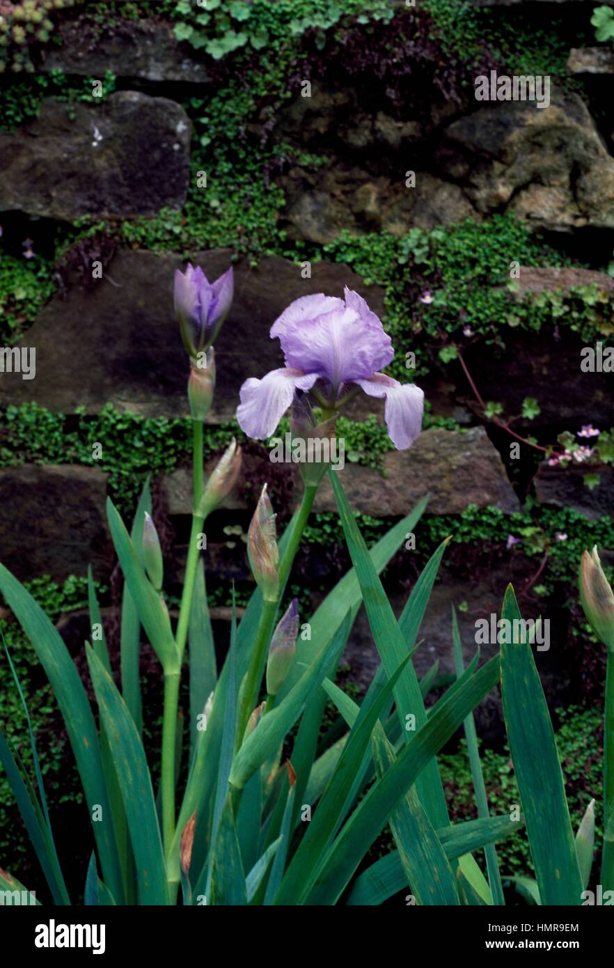 Barbuto (Iris Iris Cannington Skies), Iridaceae, Royal Horticultural Society Garden, Wisley, Regno Unito. Foto Stock
