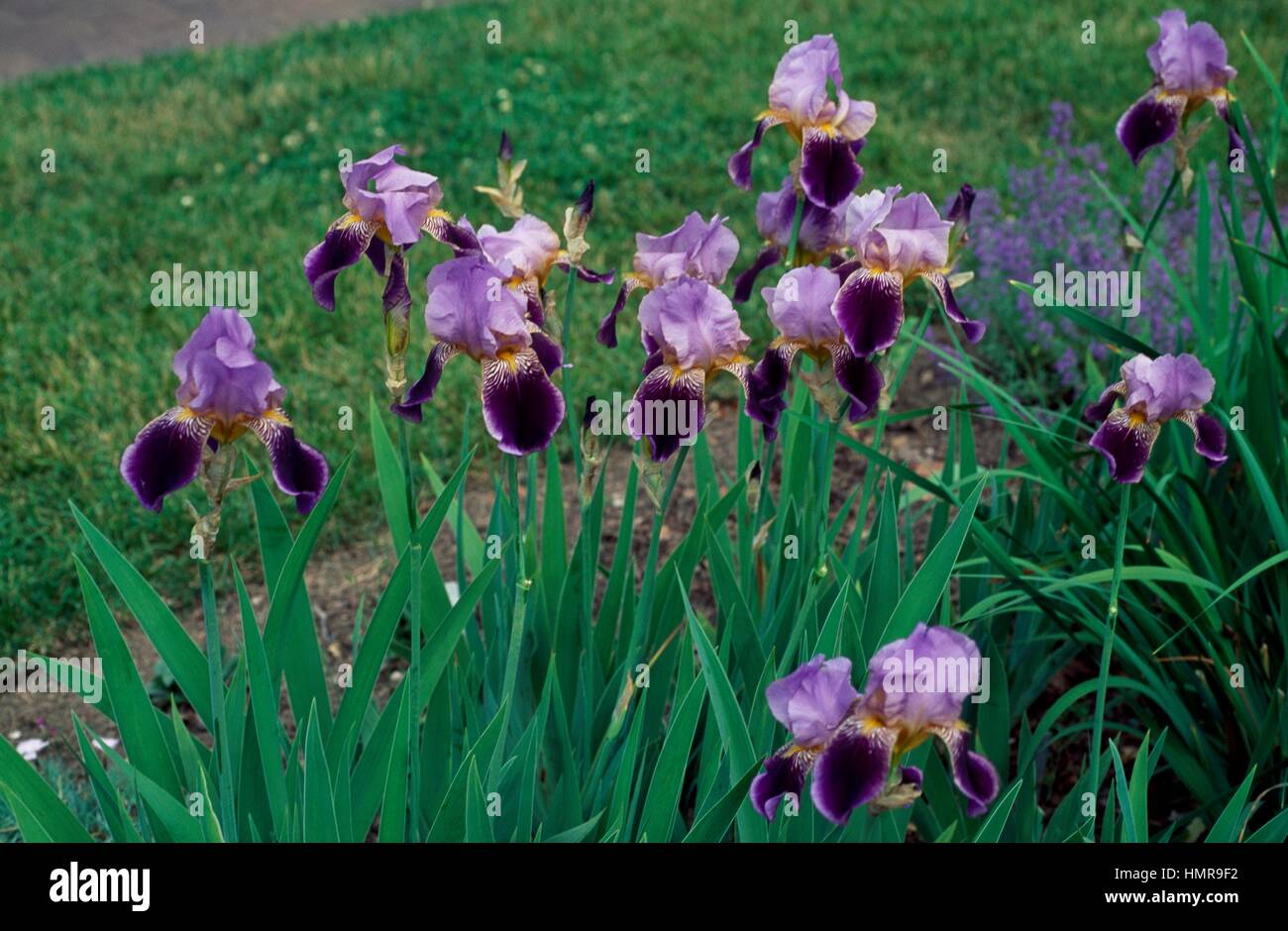 Barbuto (Iris Iris Beato Angelico), Iridaceae. Foto Stock