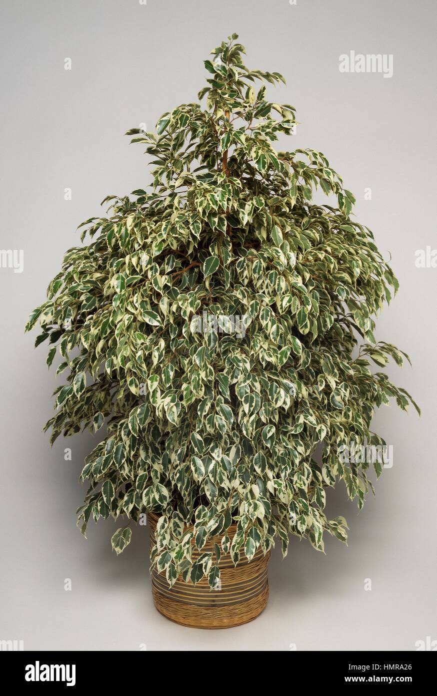 Ficus (Ficus benjamina Starlight), Moraceae. Foto Stock