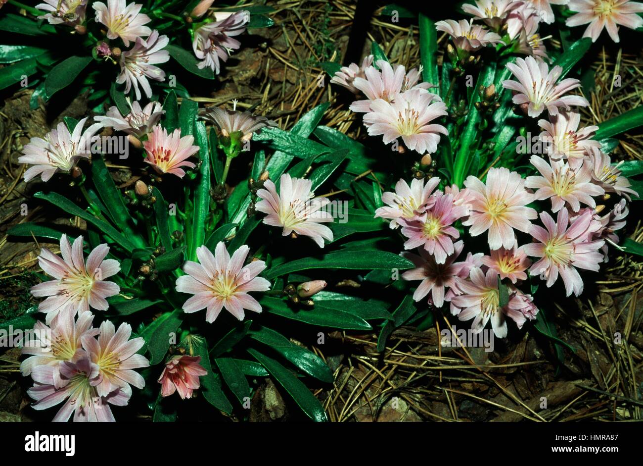 Lewisia Ben Chace, Portulacaceae. Foto Stock