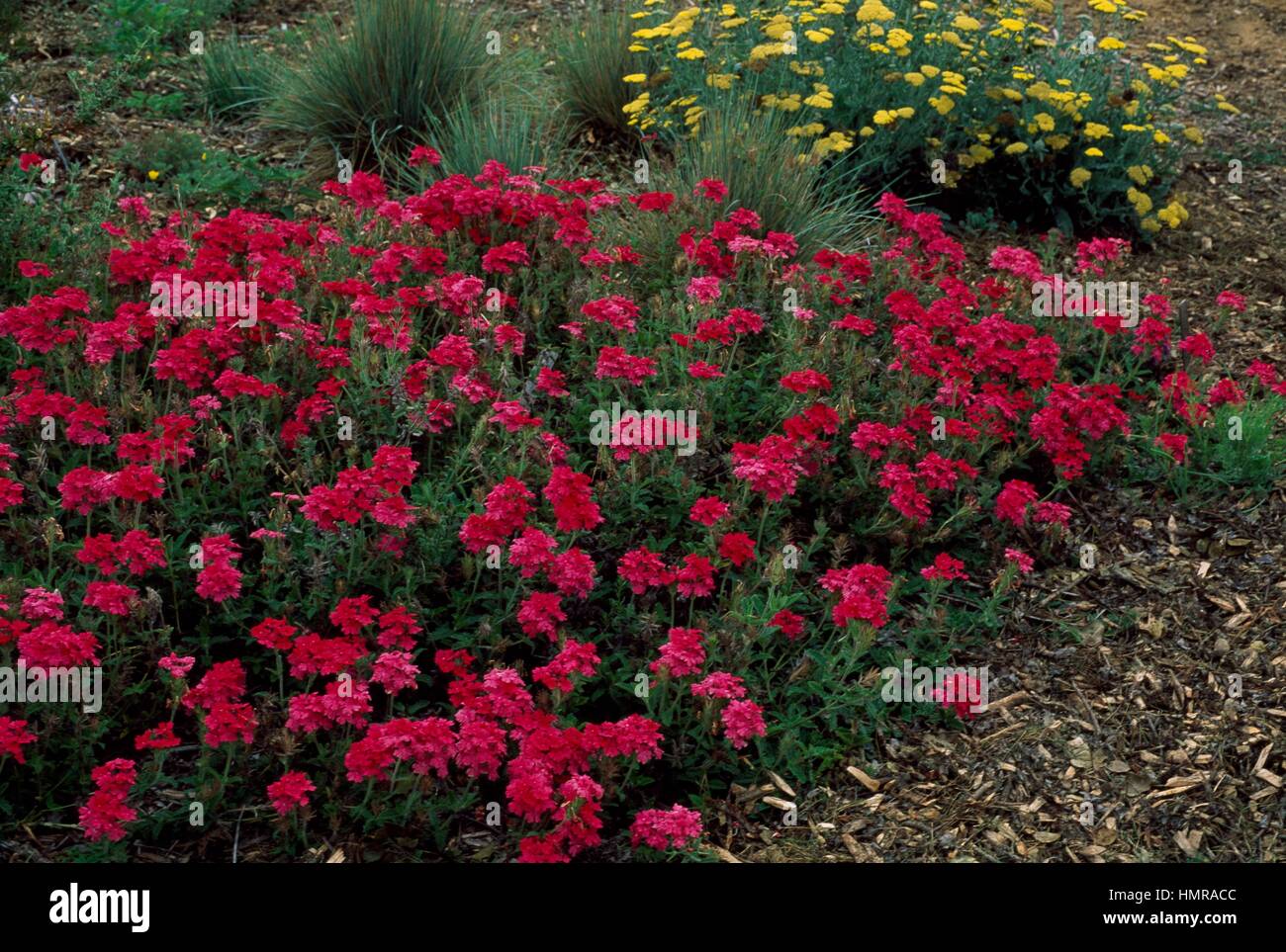 La verbena del Giubileo d'argento, Verbenaceae. Foto Stock