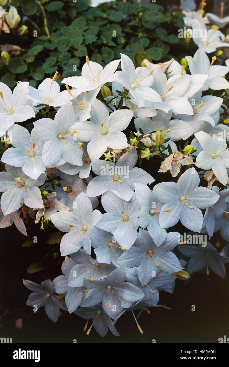 La Campanula italiana o la stella di Betlemme (Campanula isophylla Alba), Campanulaceae. Foto Stock