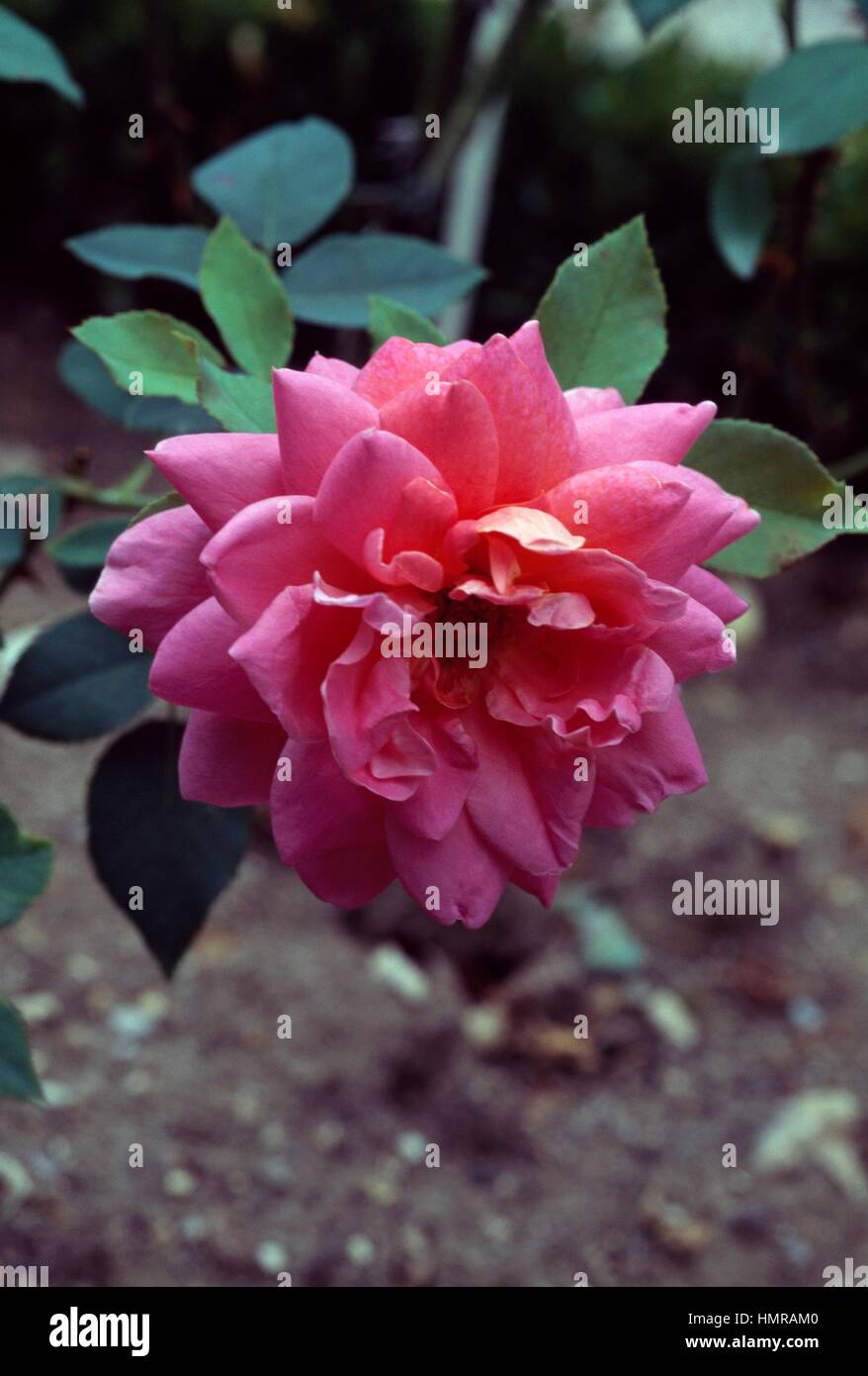 Rosa (Rosa Joie de Vivre), rosacee. Foto Stock