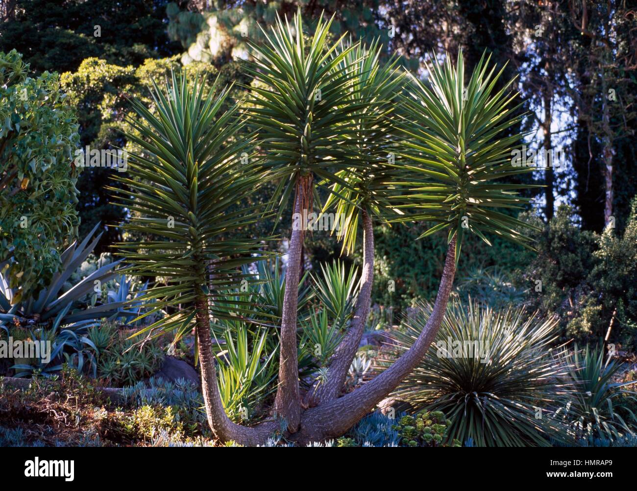 Mound-lily Yucca (Yucca gloriosa), Asparagaceae. Foto Stock