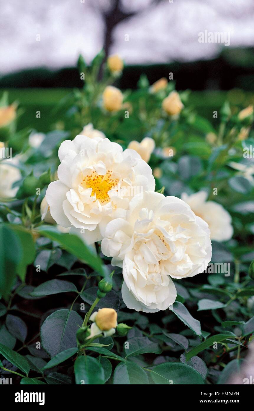 Rosa (Rosa città di York), rosacee. Foto Stock