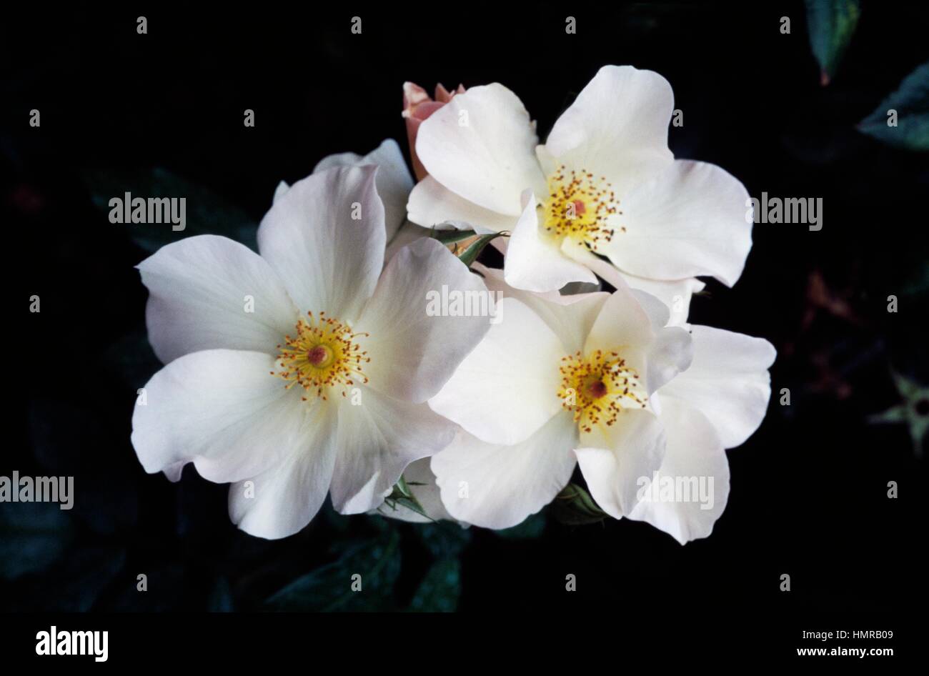 Rosa (Rosa Alba Celeste), rosacee. Foto Stock