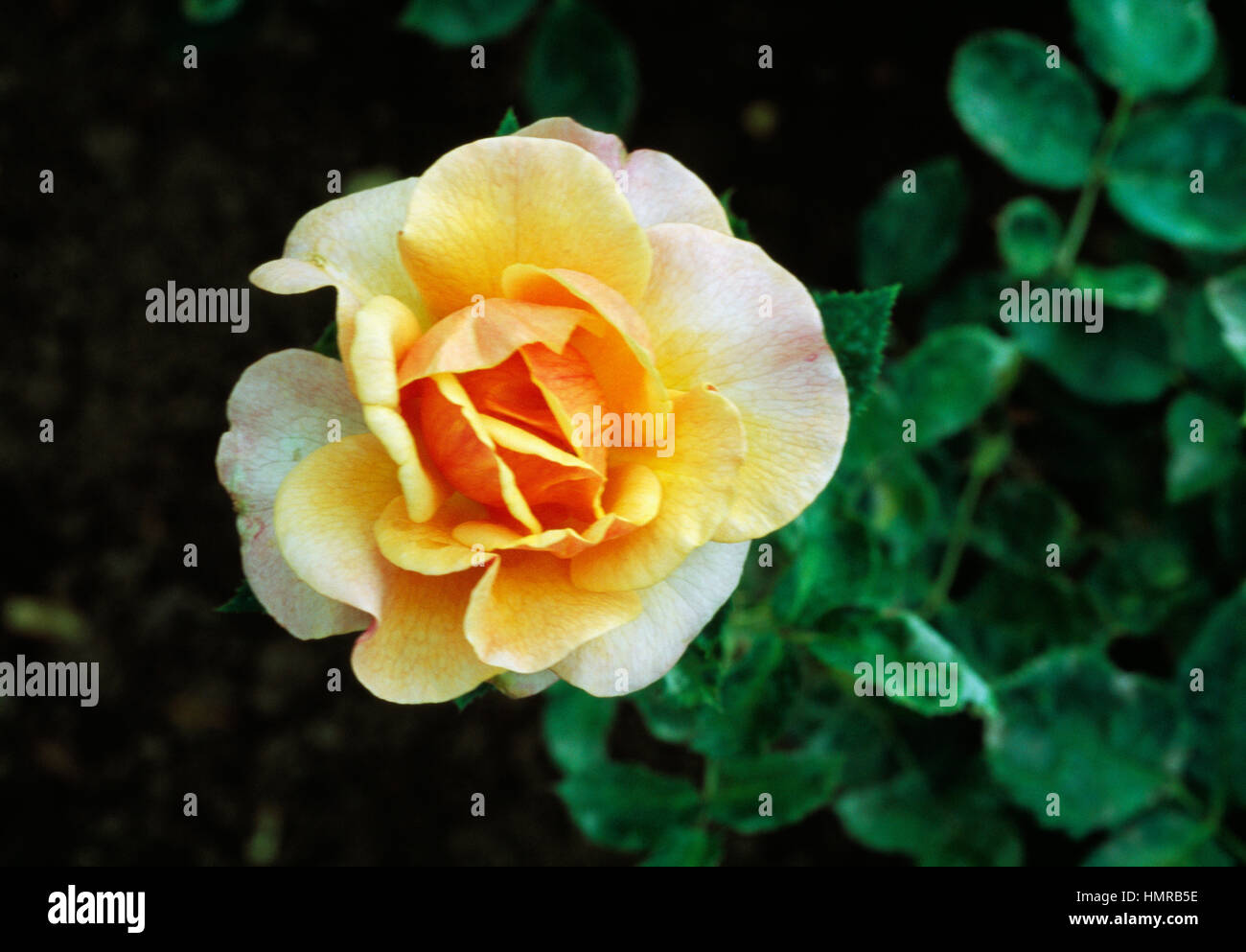 Rosa (Rosa Princess Royal), rosacee. Foto Stock