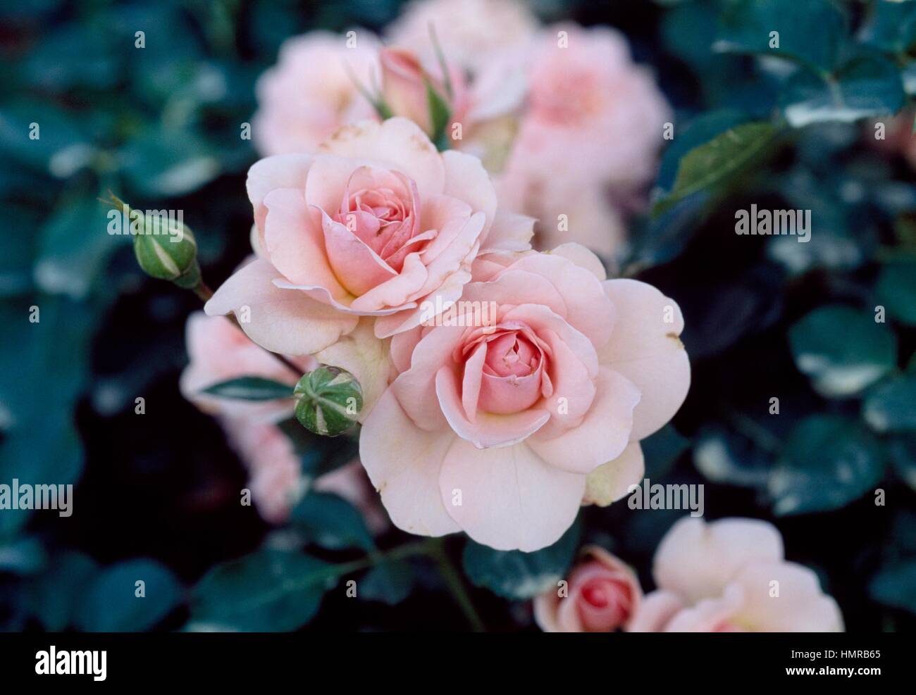 Rosa (Rosa Regina Margrethe), rosacee. Foto Stock