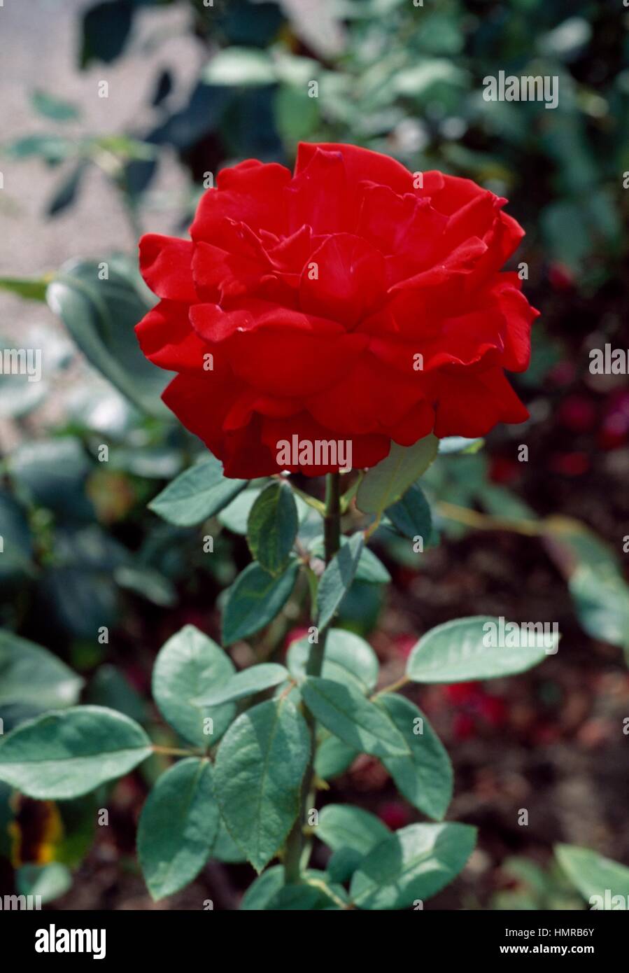 Rosa (Rosa Stella Rossa), rosacee. Foto Stock