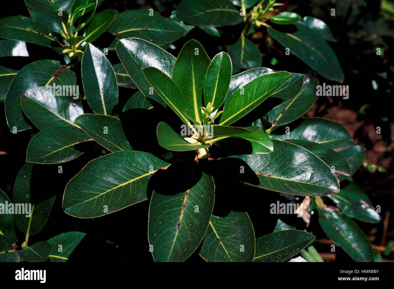 Pacific Madrone foglie (Arbutus menziesii), Ericaceous. Foto Stock