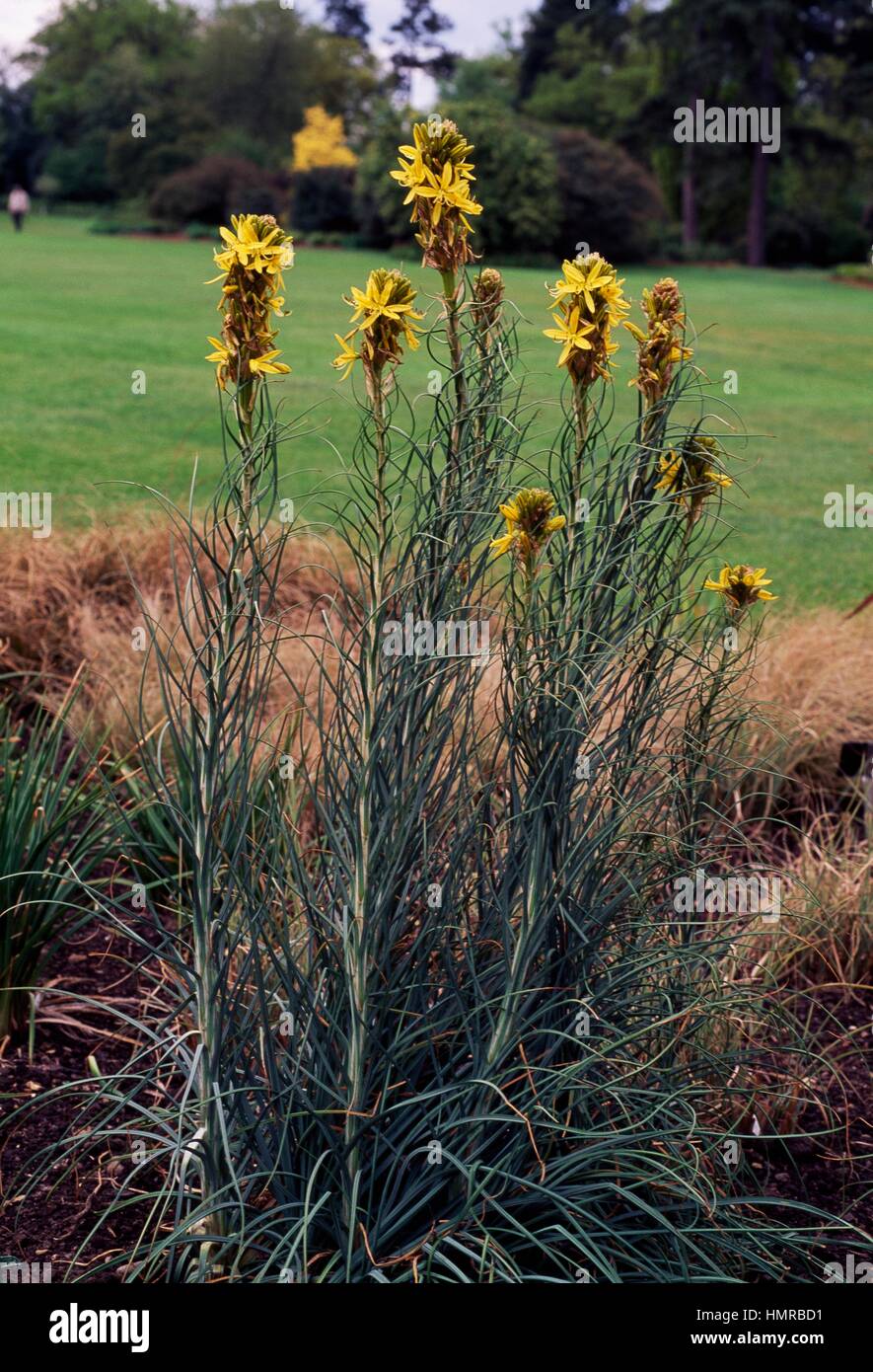Re della lancia o giallo (Asphodel Asphodelus luteus o Asphodeline lutea), Xanthorrhoeaceae. Foto Stock