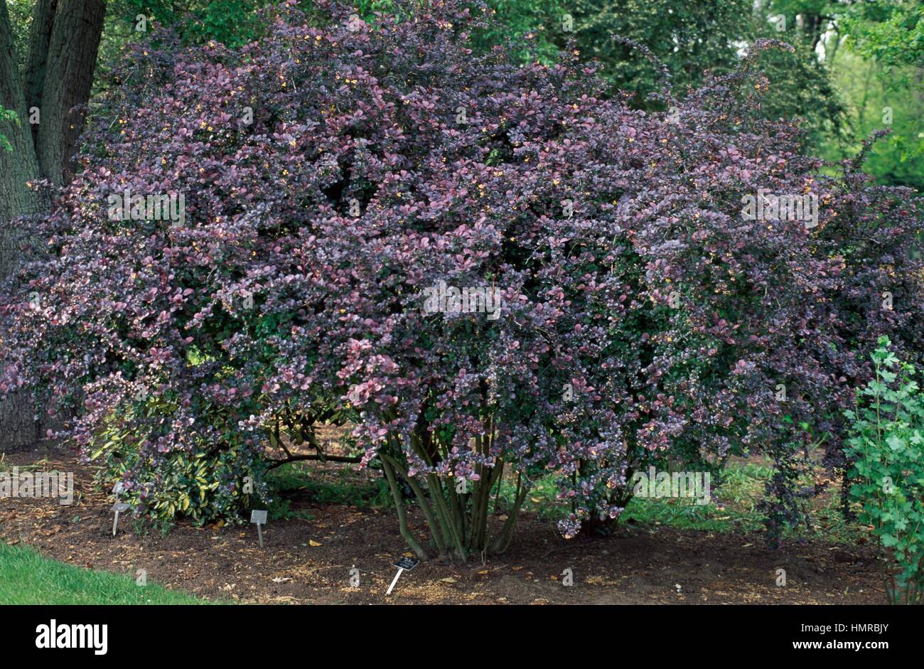 Crespino (berberis x ottawensis Superba), Berberidaceae. Foto Stock